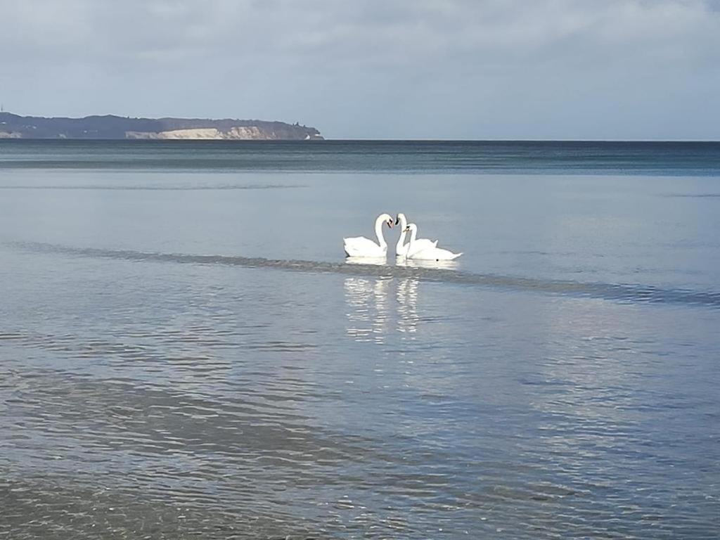 Ankerplatz Binz Im Haus Strelasund Exteriör bild
